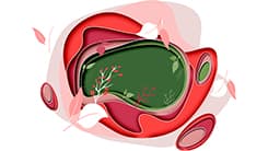 Moving from Traditional to Vector Illustration