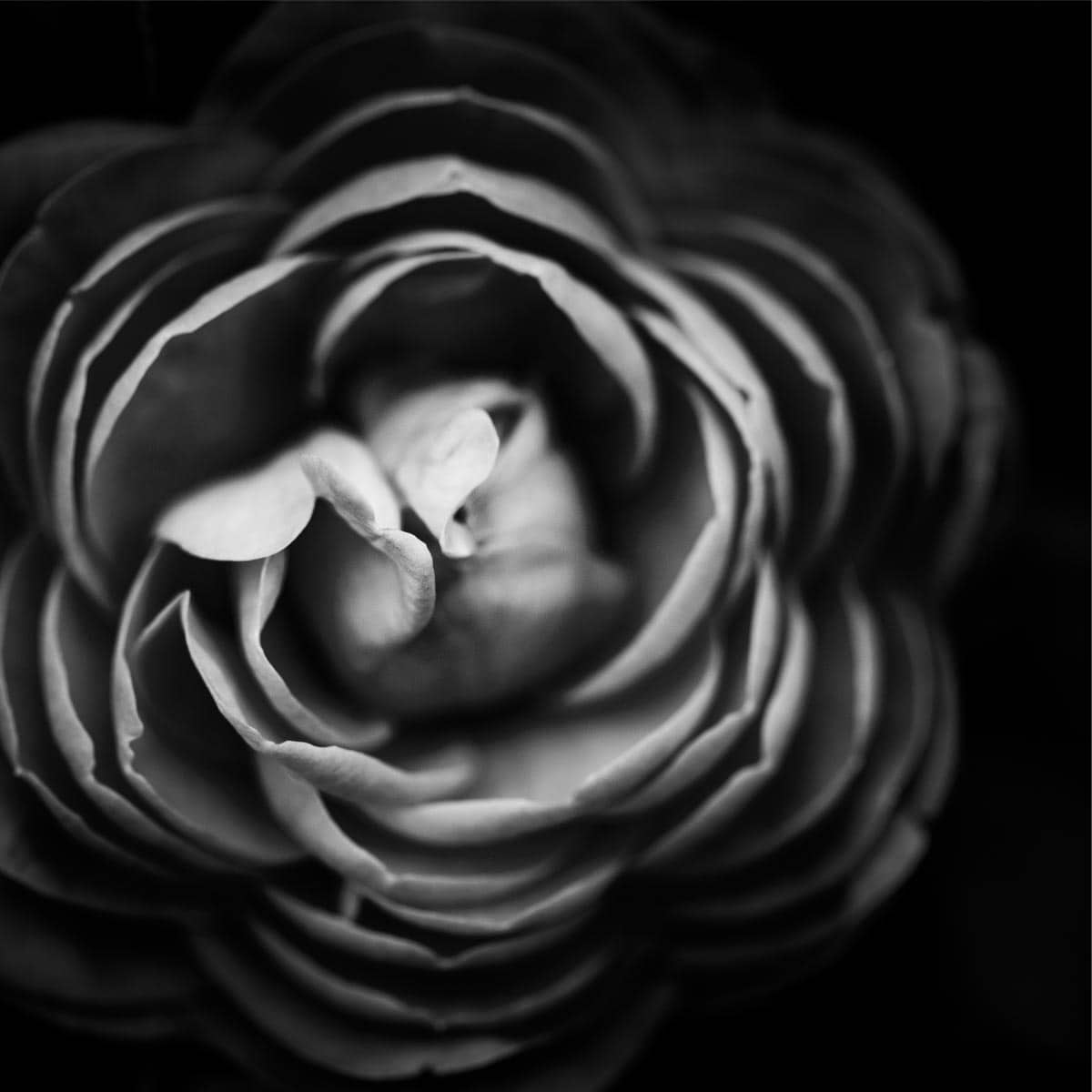 How To Make An Image Black And White in CorelDRAW