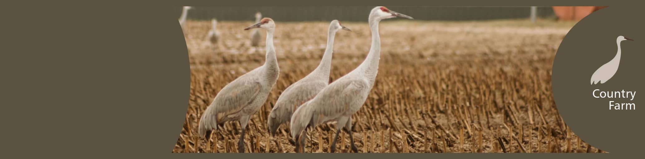 Wildlife LinkedIn banner template